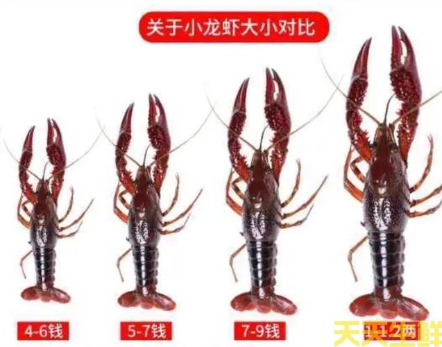 廣州送菜公司帶你詳細(xì)認(rèn)識小龍蝦(圖2)