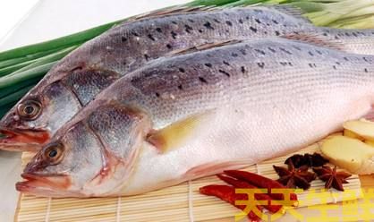 廣州蔬菜配送公司告訴你：為什么有些人不能吃鱸魚(yú)？(圖1)